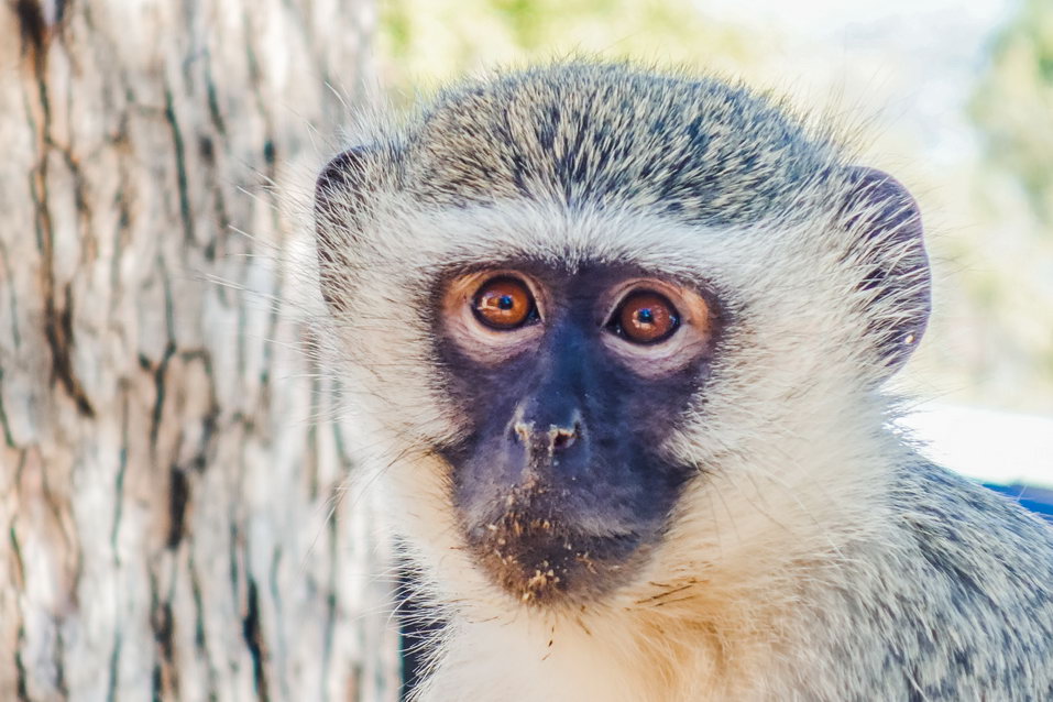 Kruger National Park (South Africa)