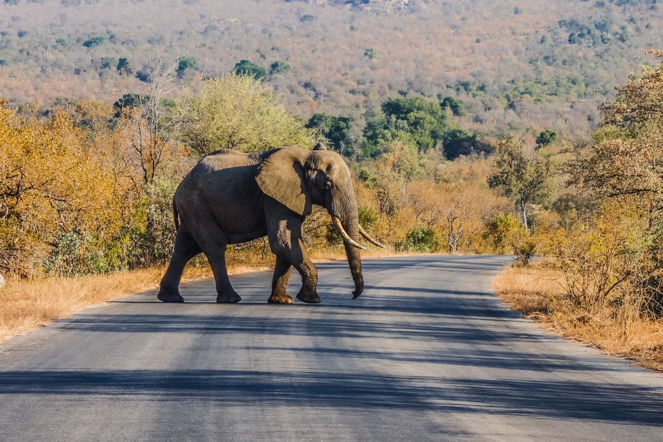 Kruger National Park (South Africa) © One Man Wolf Pack