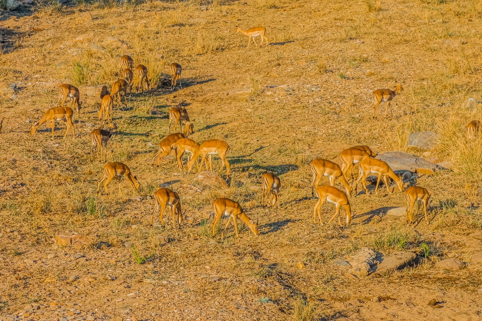 Kruger National Park (South Africa) © One Man Wolf Pack