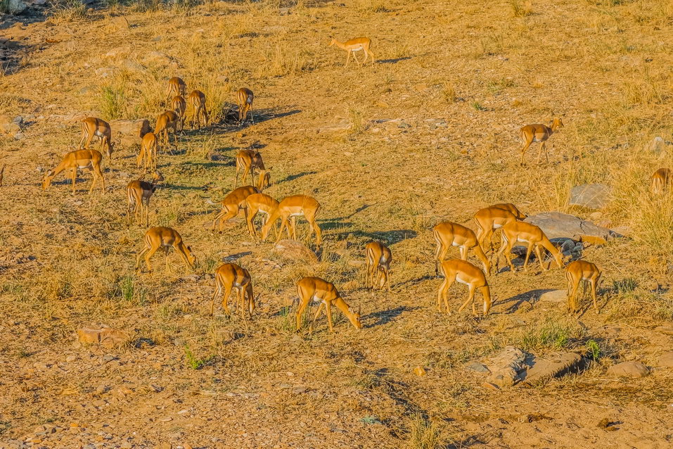 Kruger National Park (South Africa)