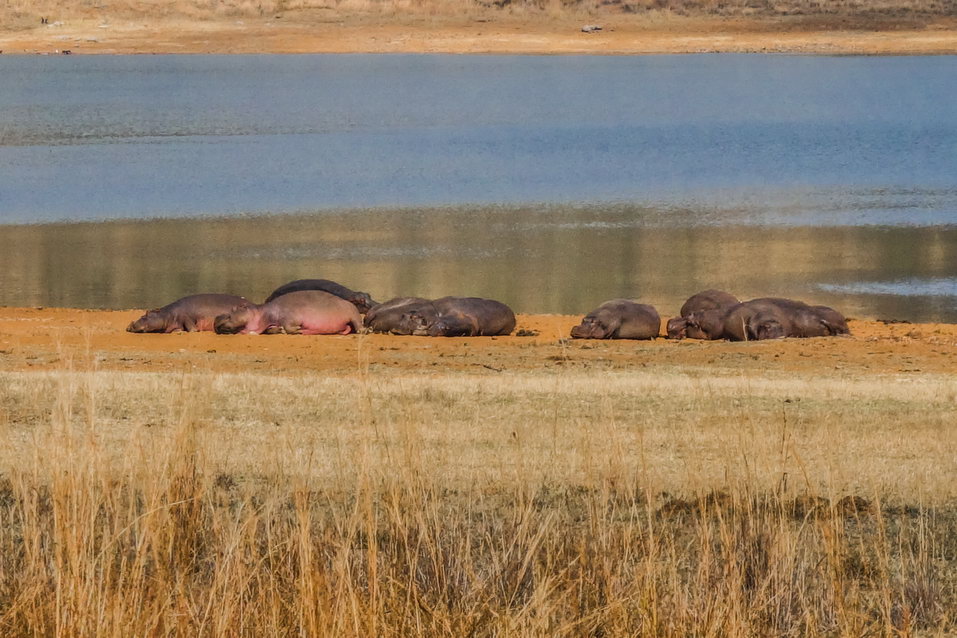 Pilanesberg (South Africa) © One Man Wolf Pack