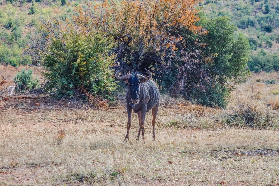 Pilanesberg (South Africa) © One Man Wolf Pack