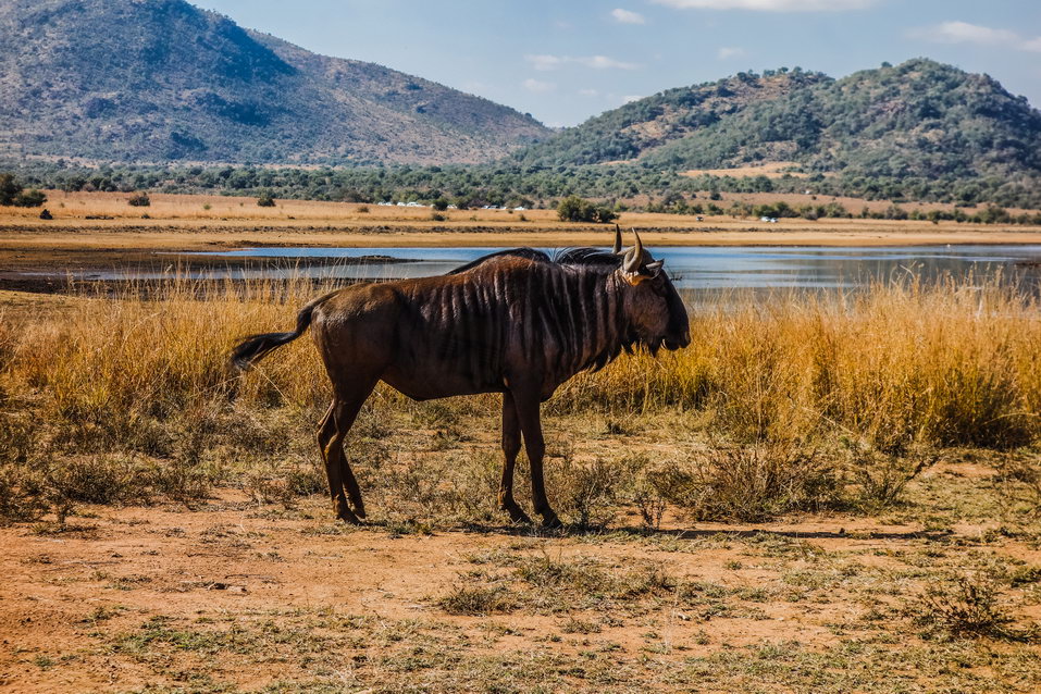 Pilanesberg (South Africa) © One Man Wolf Pack