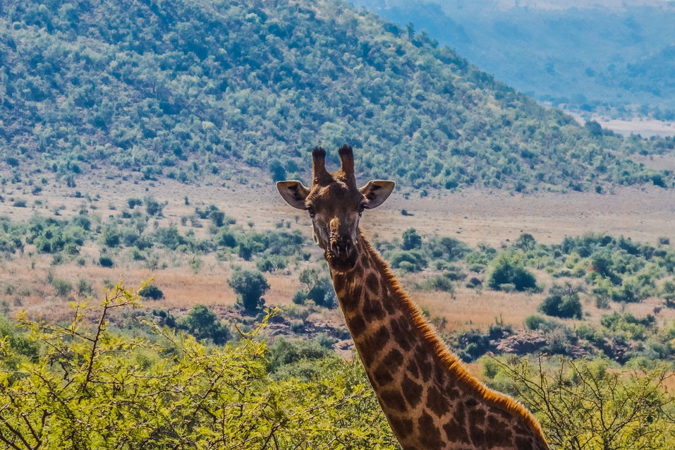 Pilanesberg (South Africa) © One Man Wolf Pack