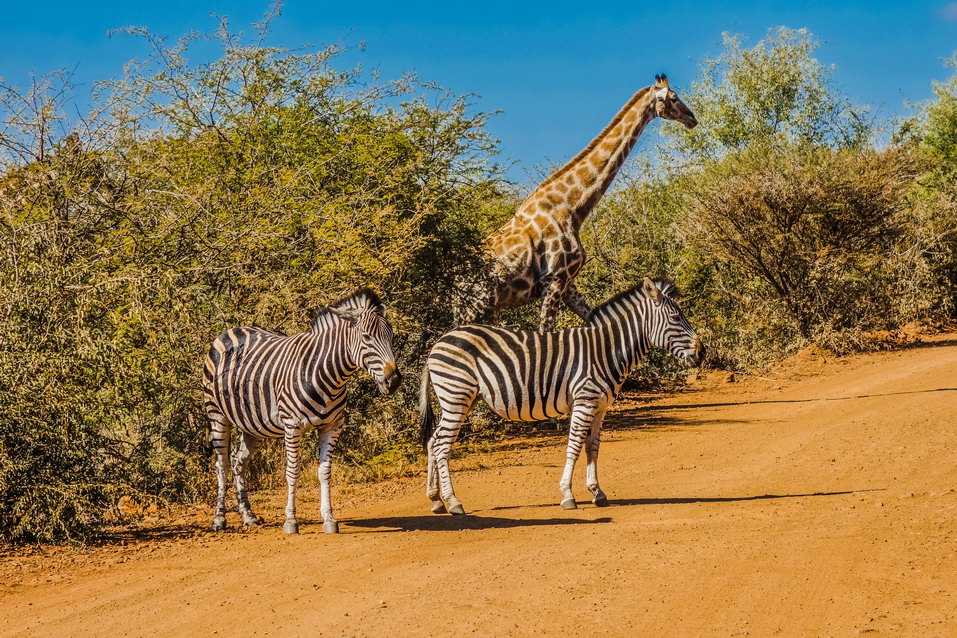 Pilanesberg (South Africa) © One Man Wolf Pack
