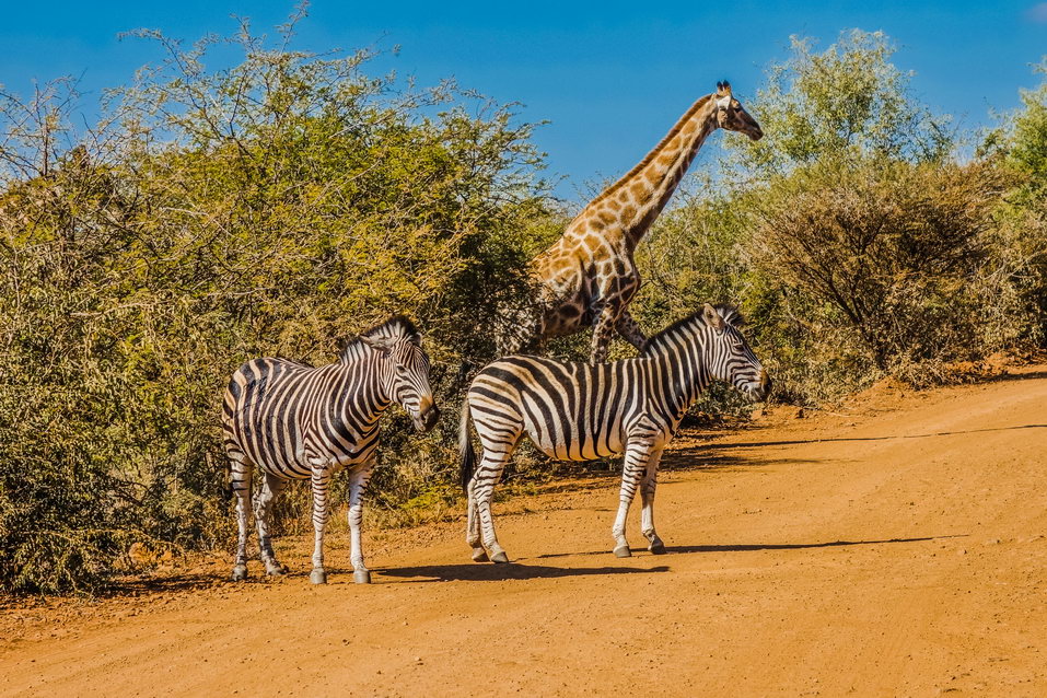 Pilanesberg (South Africa)