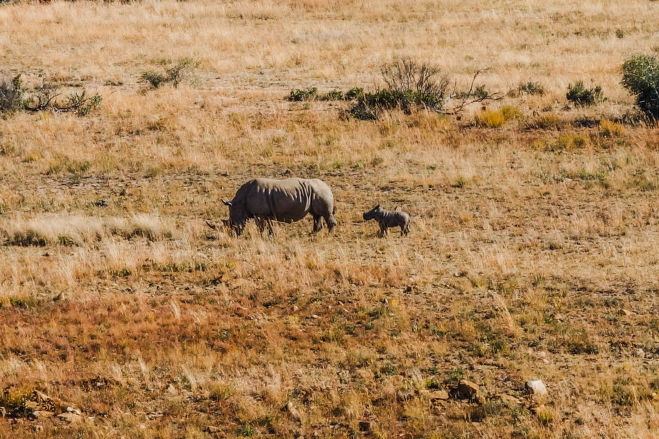 Pilanesberg (South Africa) © One Man Wolf Pack