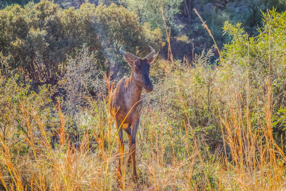 Pilanesberg (South Africa) © One Man Wolf Pack