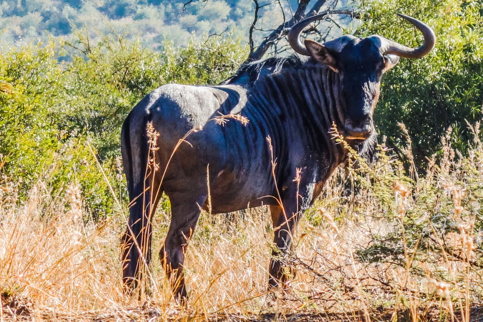 Pilanesberg (South Africa) © One Man Wolf Pack