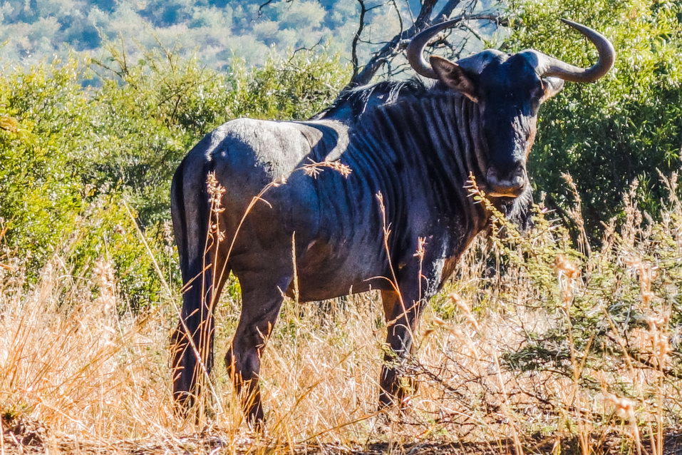 Pilanesberg (South Africa)