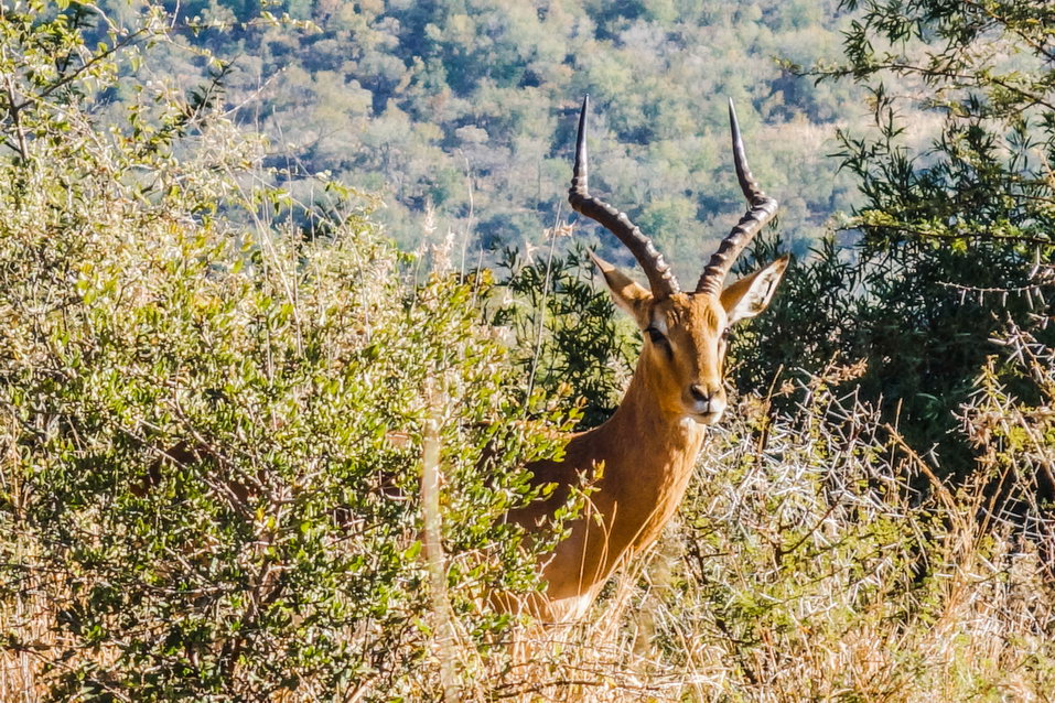 Pilanesberg (South Africa) © One Man Wolf Pack