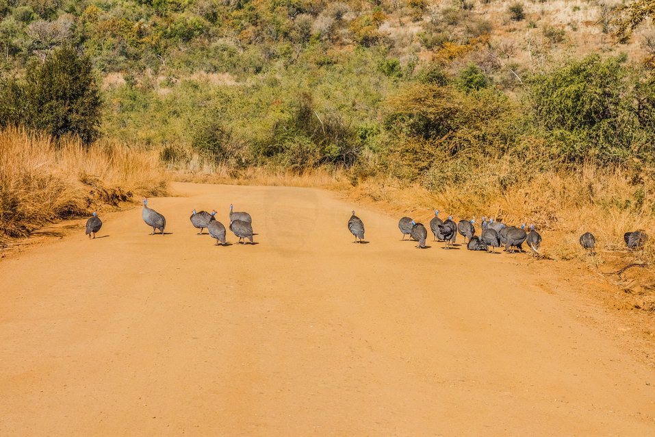 Pilanesberg (South Africa) © One Man Wolf Pack