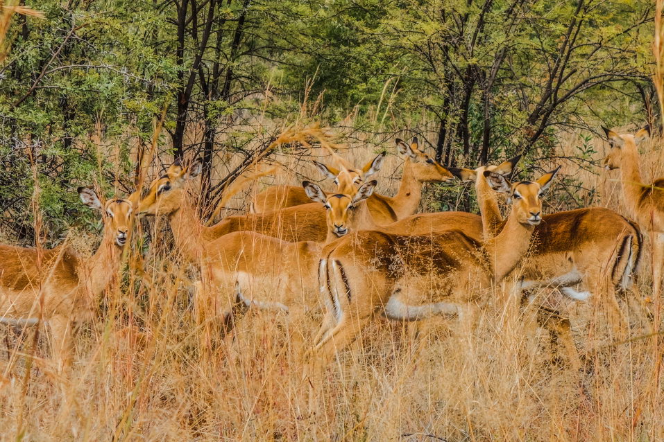 Pilanesberg (South Africa) © One Man Wolf Pack