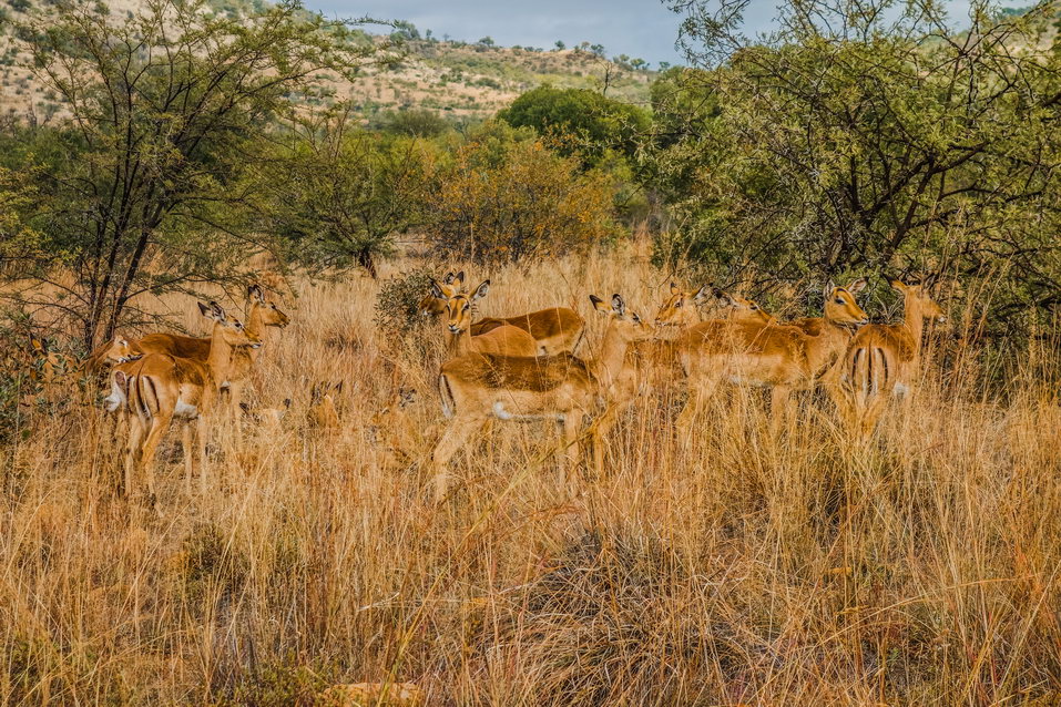 Pilanesberg (South Africa) © One Man Wolf Pack