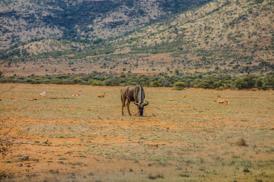 Pilanesberg (South Africa) © One Man Wolf Pack