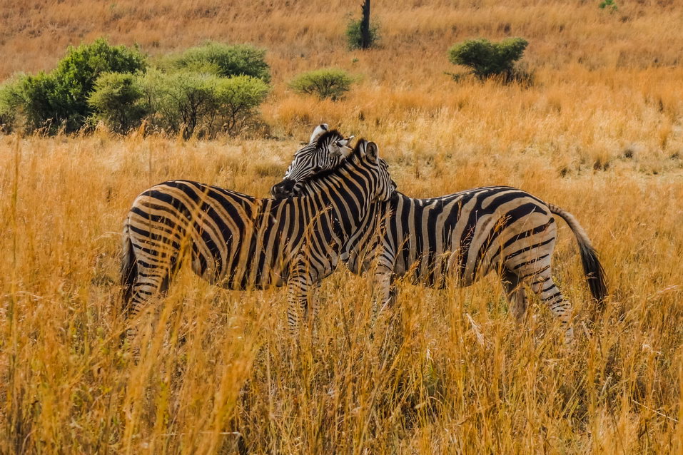 Pilanesberg (South Africa) © One Man Wolf Pack