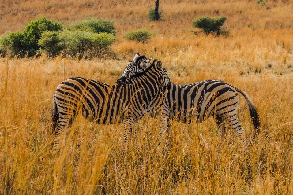 Pilanesberg (South Africa)