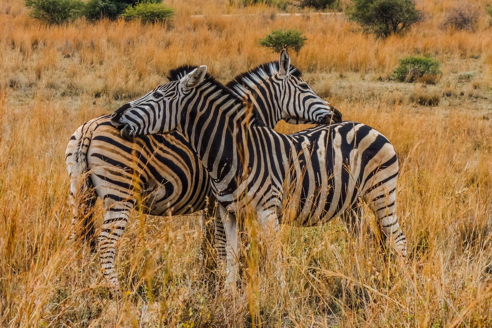 Pilanesberg (South Africa) © One Man Wolf Pack