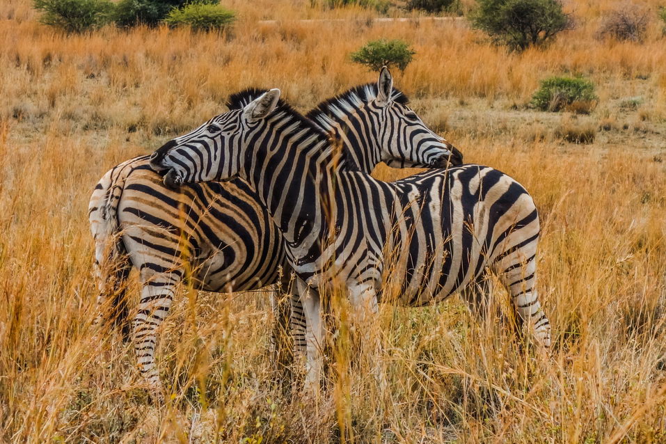 Pilanesberg (South Africa)