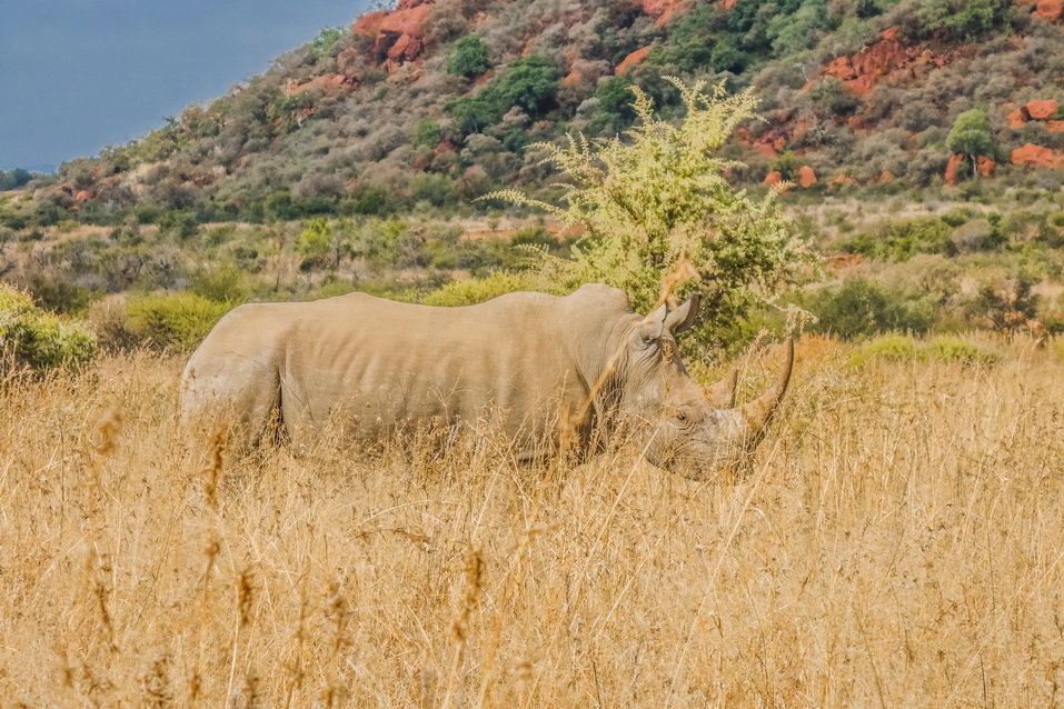 Pilanesberg (South Africa) © One Man Wolf Pack
