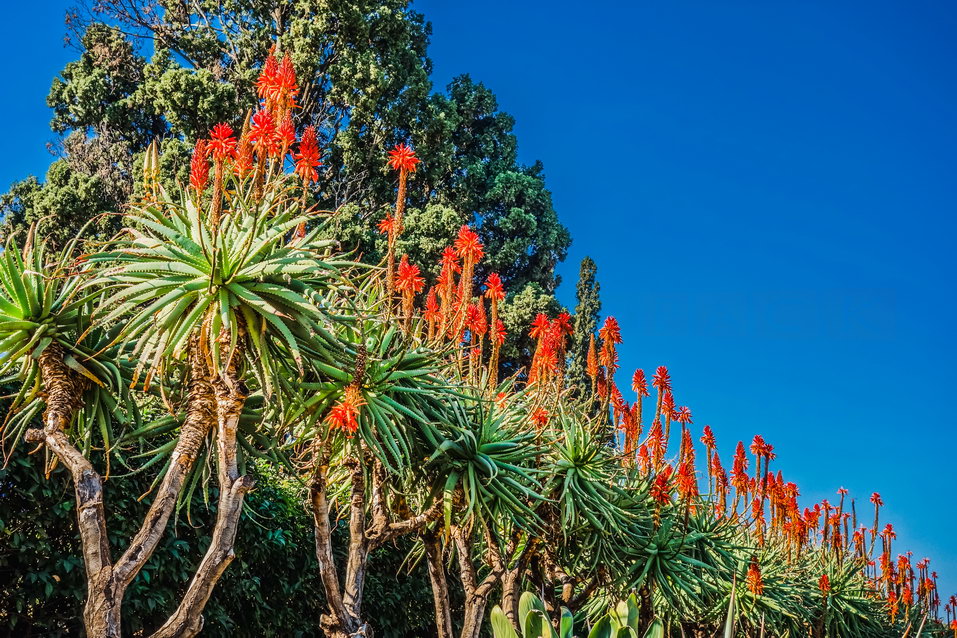 Pretoria (South Africa) © One Man Wolf Pack