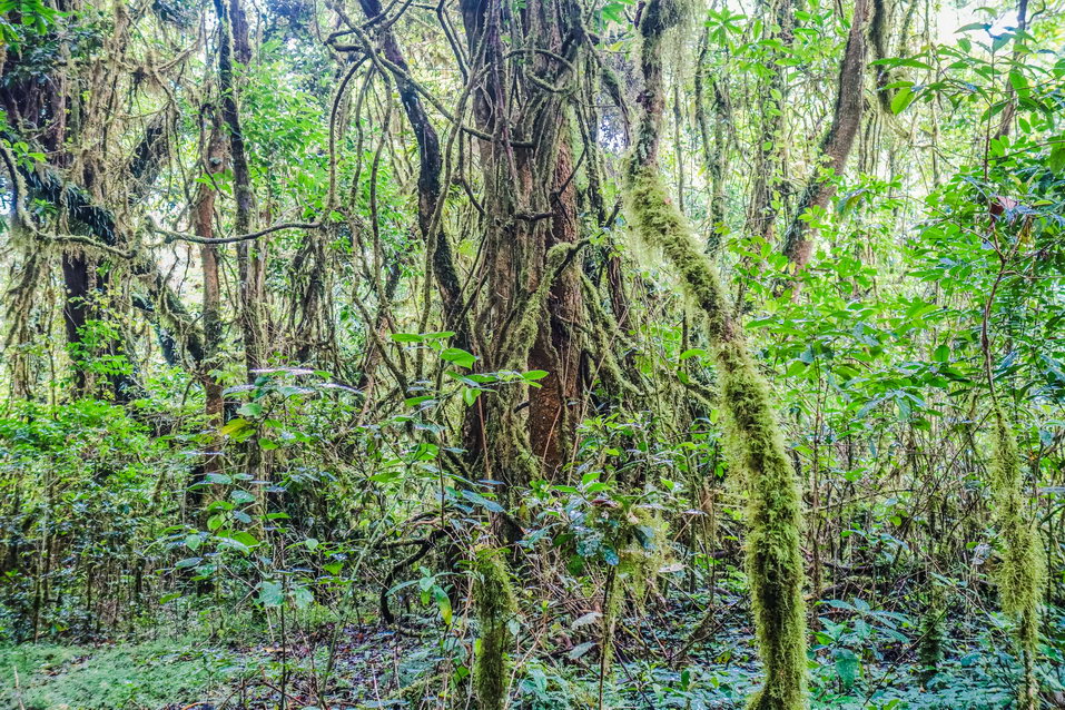 Kilimanjaro (Tanzania)