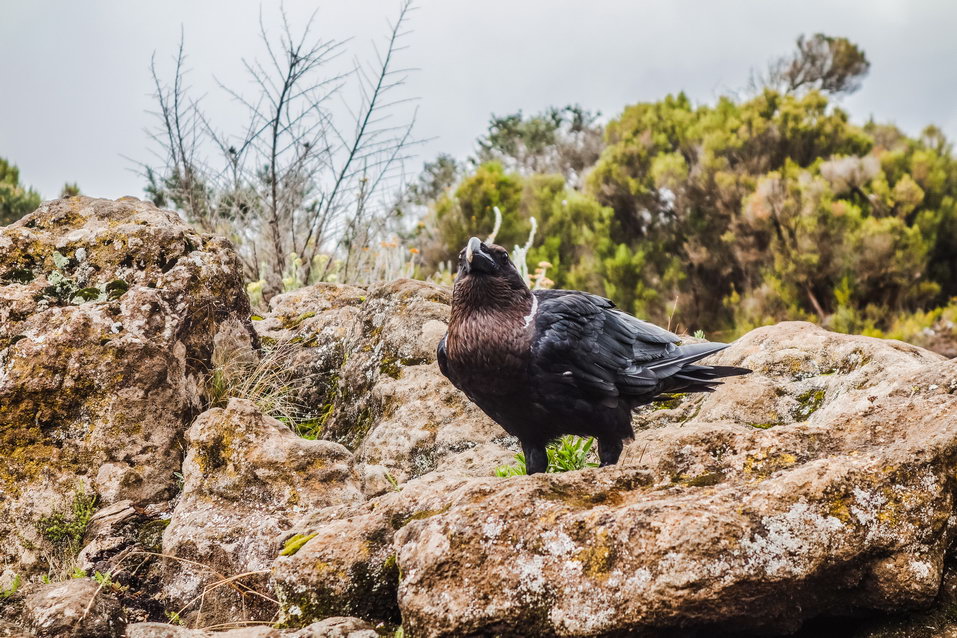 Kilimanjaro (Tanzania) © One Man Wolf Pack