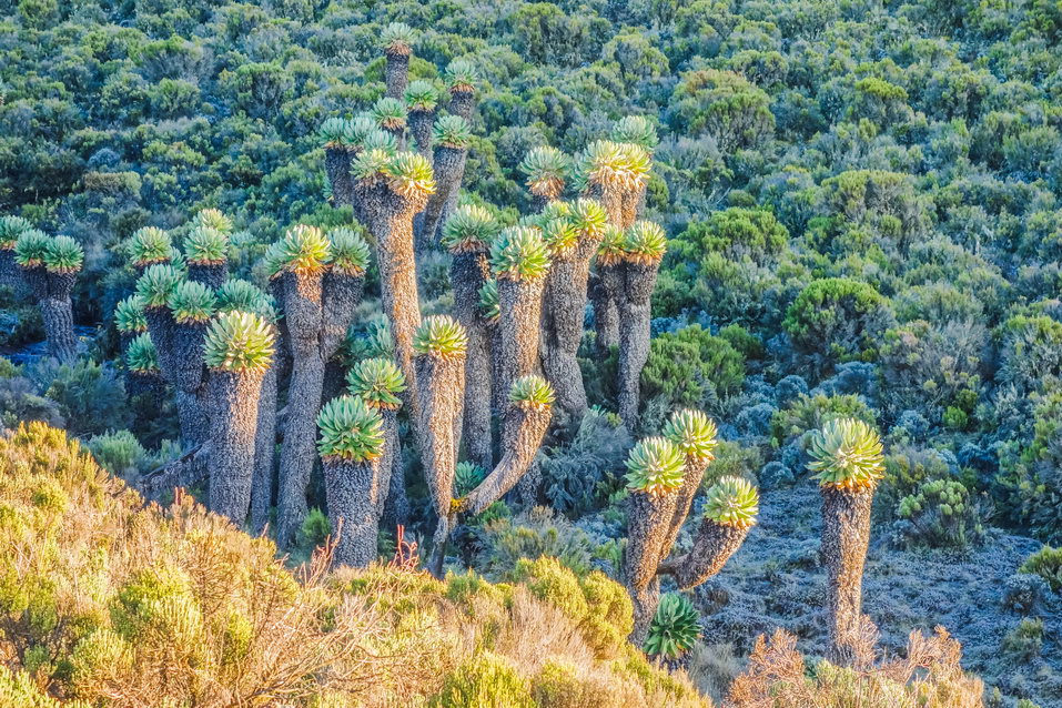 Kilimanjaro (Tanzania)