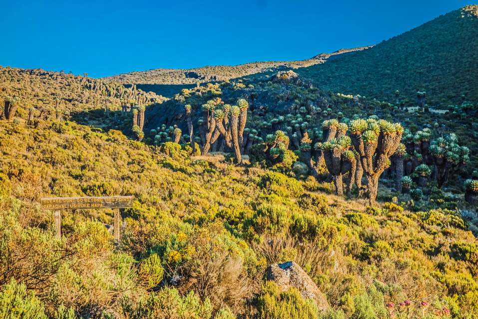 Kilimanjaro (Tanzania)