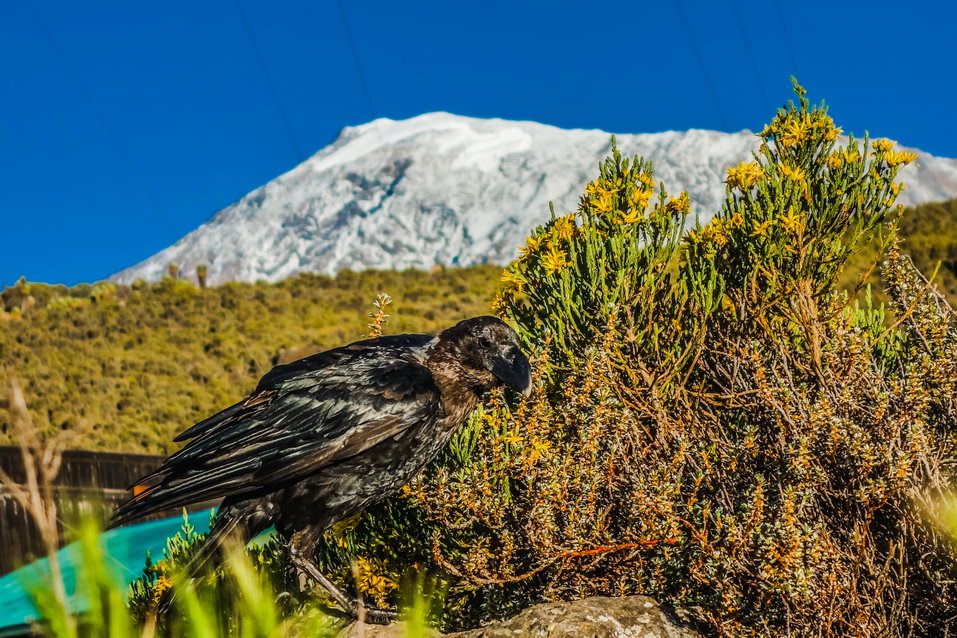 Kilimanjaro (Tanzania) © One Man Wolf Pack