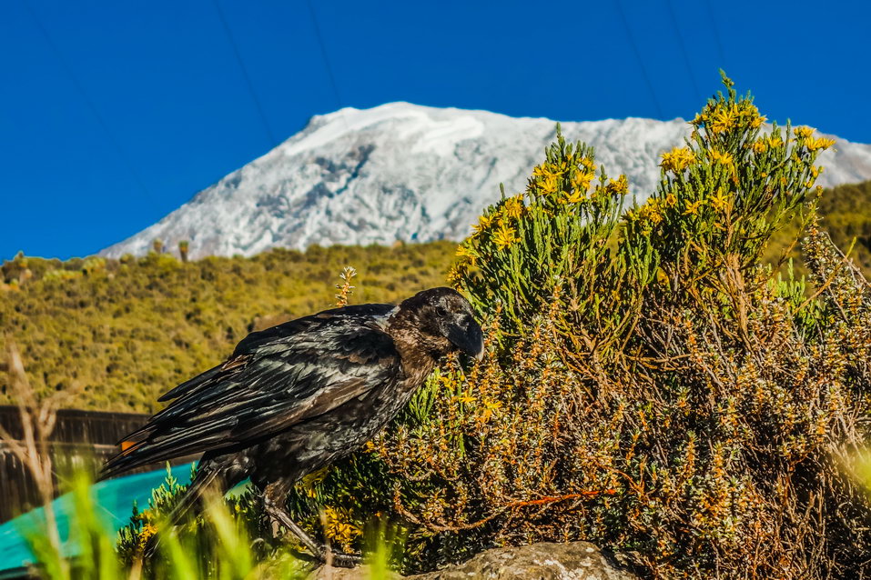 Kilimanjaro (Tanzania)