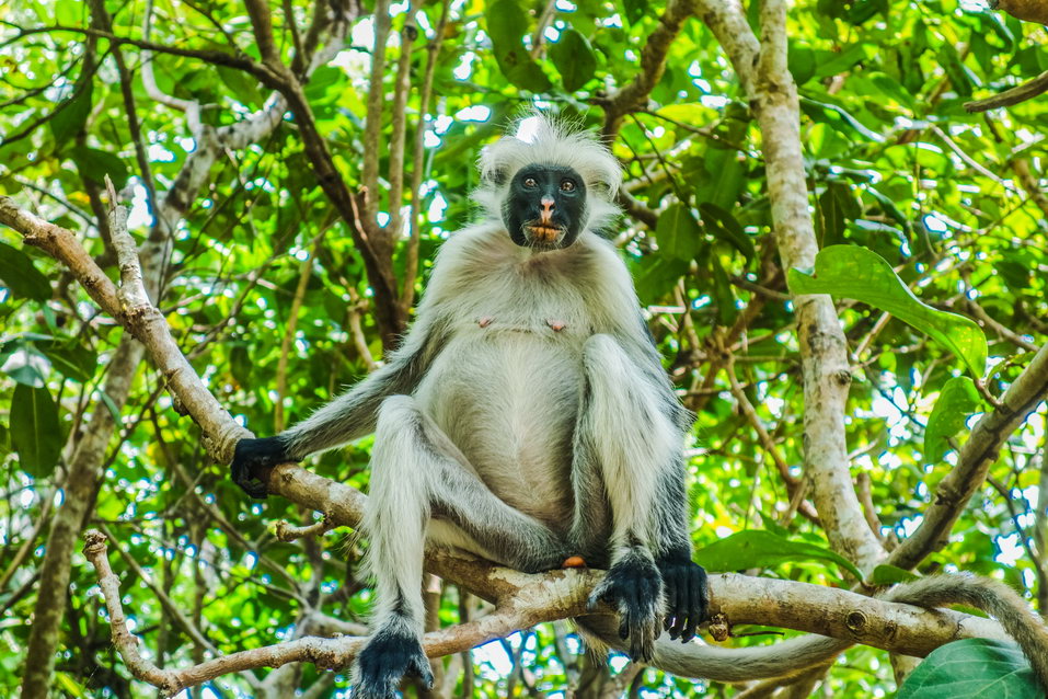 Zanzibar (Tanzania) © One Man Wolf Pack