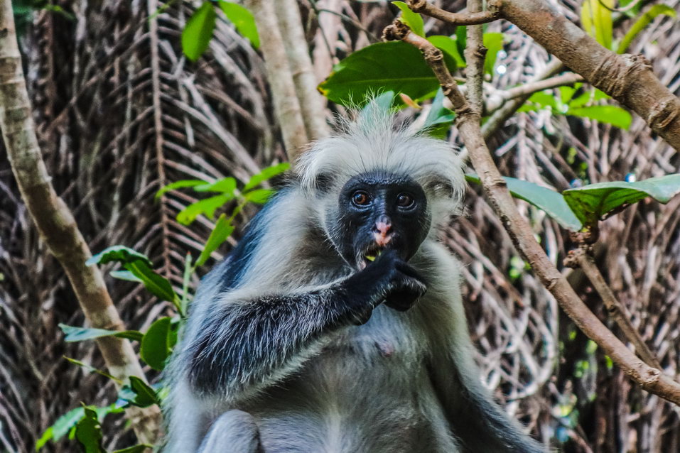 Zanzibar (Tanzania) © One Man Wolf Pack