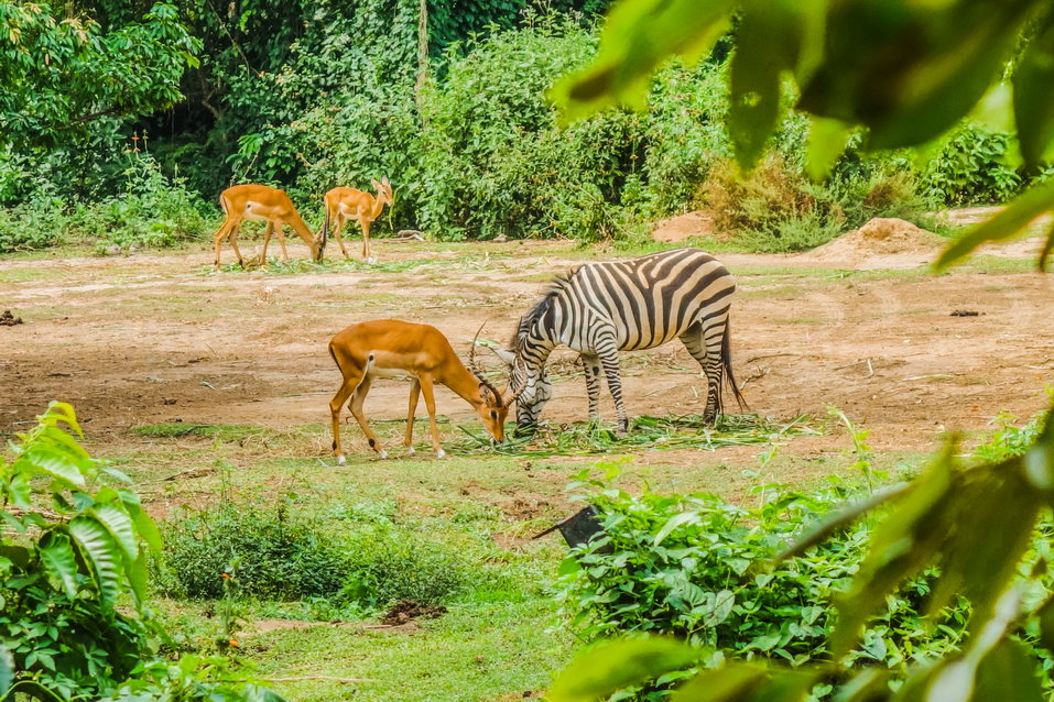 Entebbe (Uganda) © One Man Wolf Pack