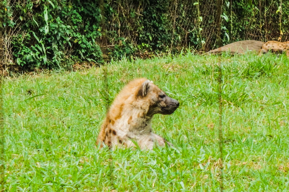 Entebbe (Uganda)