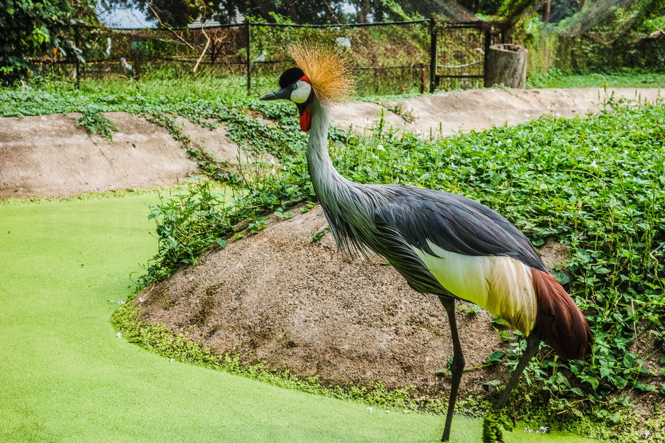 Entebbe (Uganda)