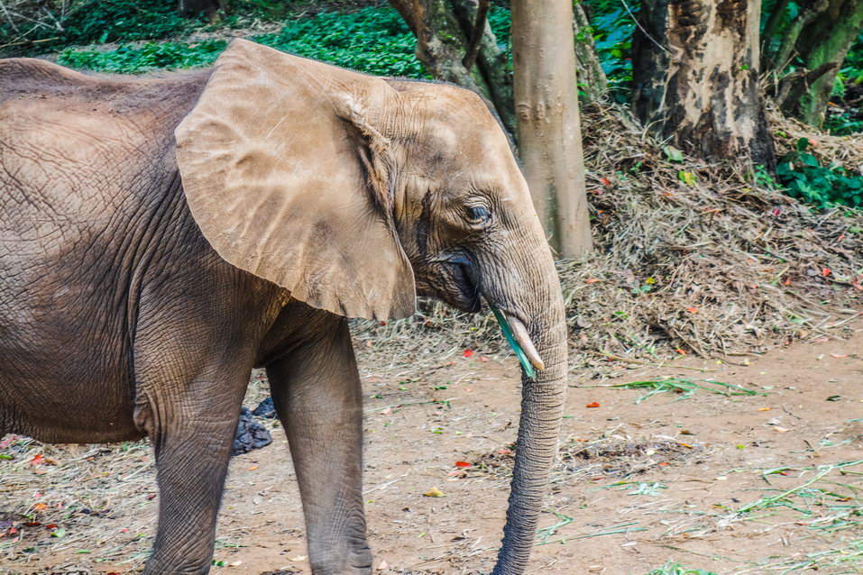 Entebbe (Uganda) © One Man Wolf Pack
