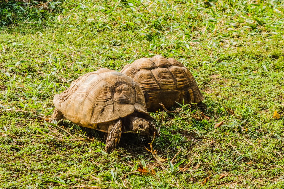 Entebbe (Uganda)