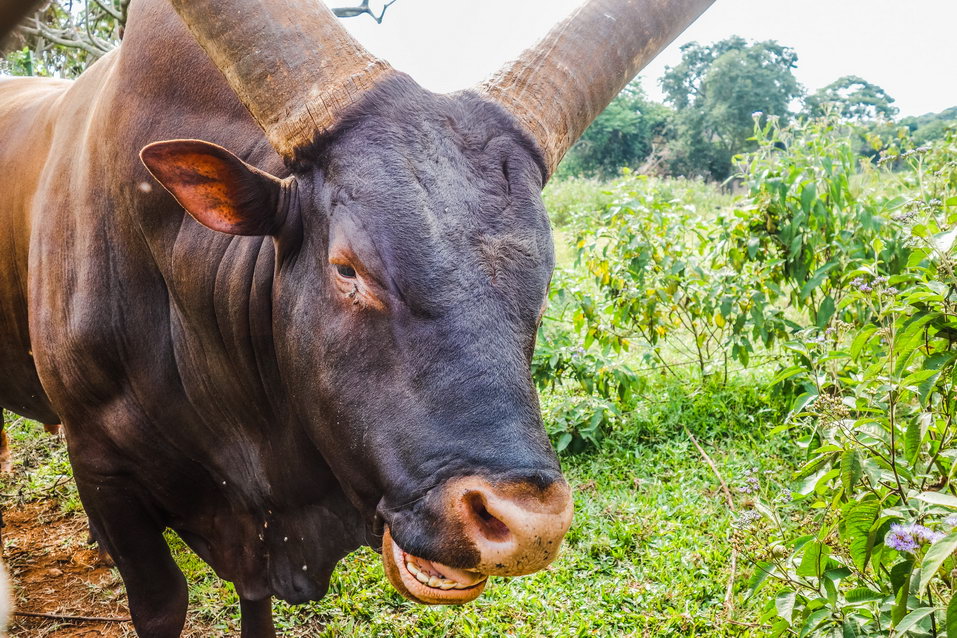 Entebbe (Uganda) © One Man Wolf Pack