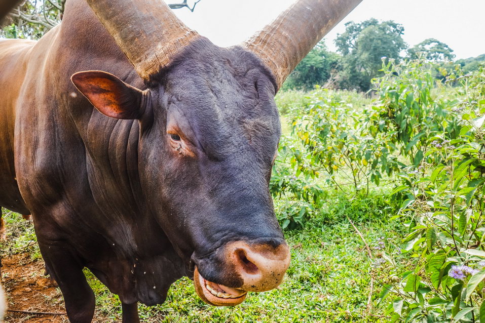 Entebbe (Uganda)