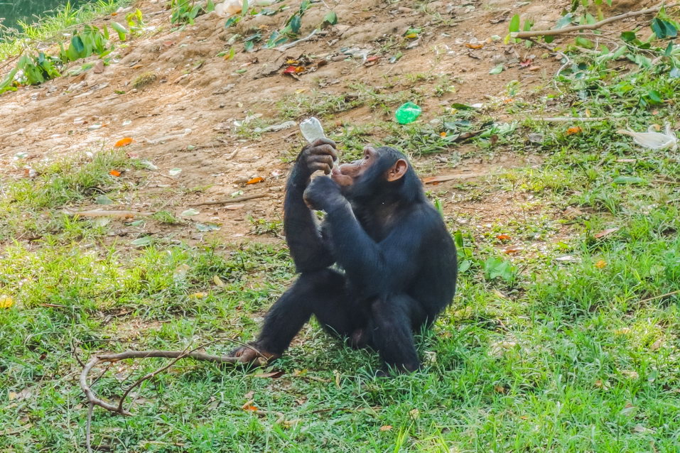 Entebbe (Uganda) © One Man Wolf Pack