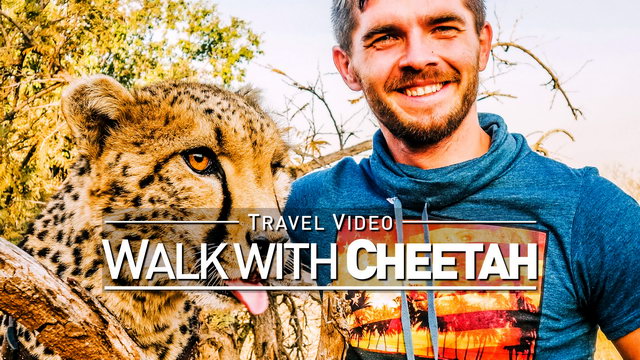 【1080p】Footage | Walking with a CHEETAH 2019 ..:: Lion & Safari Park @Johannesburg, South Africa