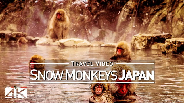 【1080p】Footage | Jigokudani SNOW MONKEYS 2019 ..: Japanese Macaques | Hot Bath in Nagano Monkey Park