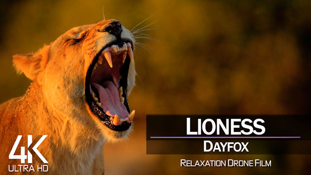 【4K】LYRICS: «Lioness» | DAYFOX | 2021 | with Aerial Drone Footage
